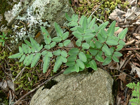 {Pellaea atropurpurea}